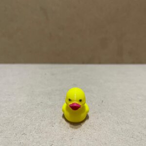 Lonely duck